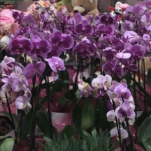 Meet your Posher, Sayra